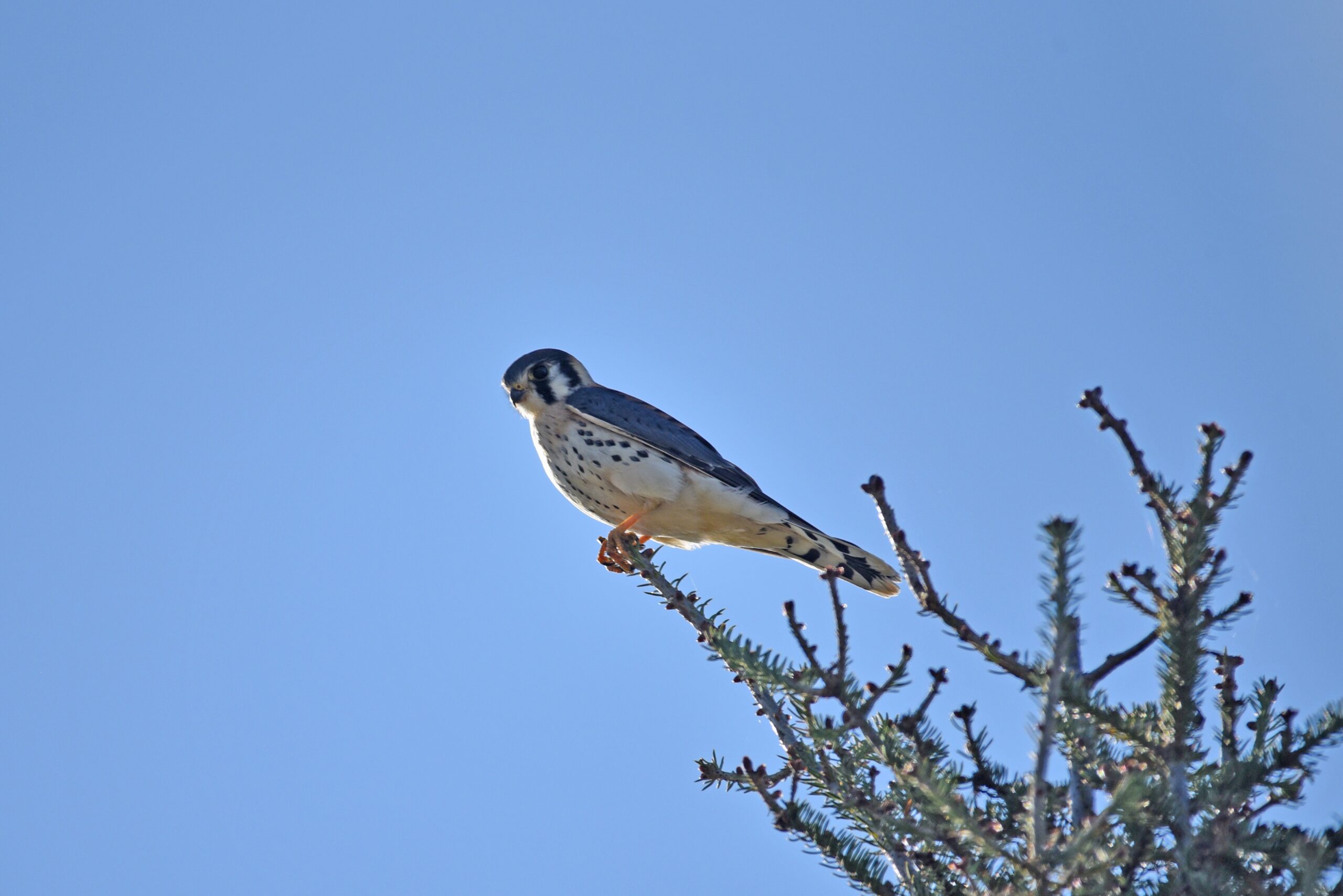 The Support Player: American Kestrel - The Utility Master (image credits: wikimedia)