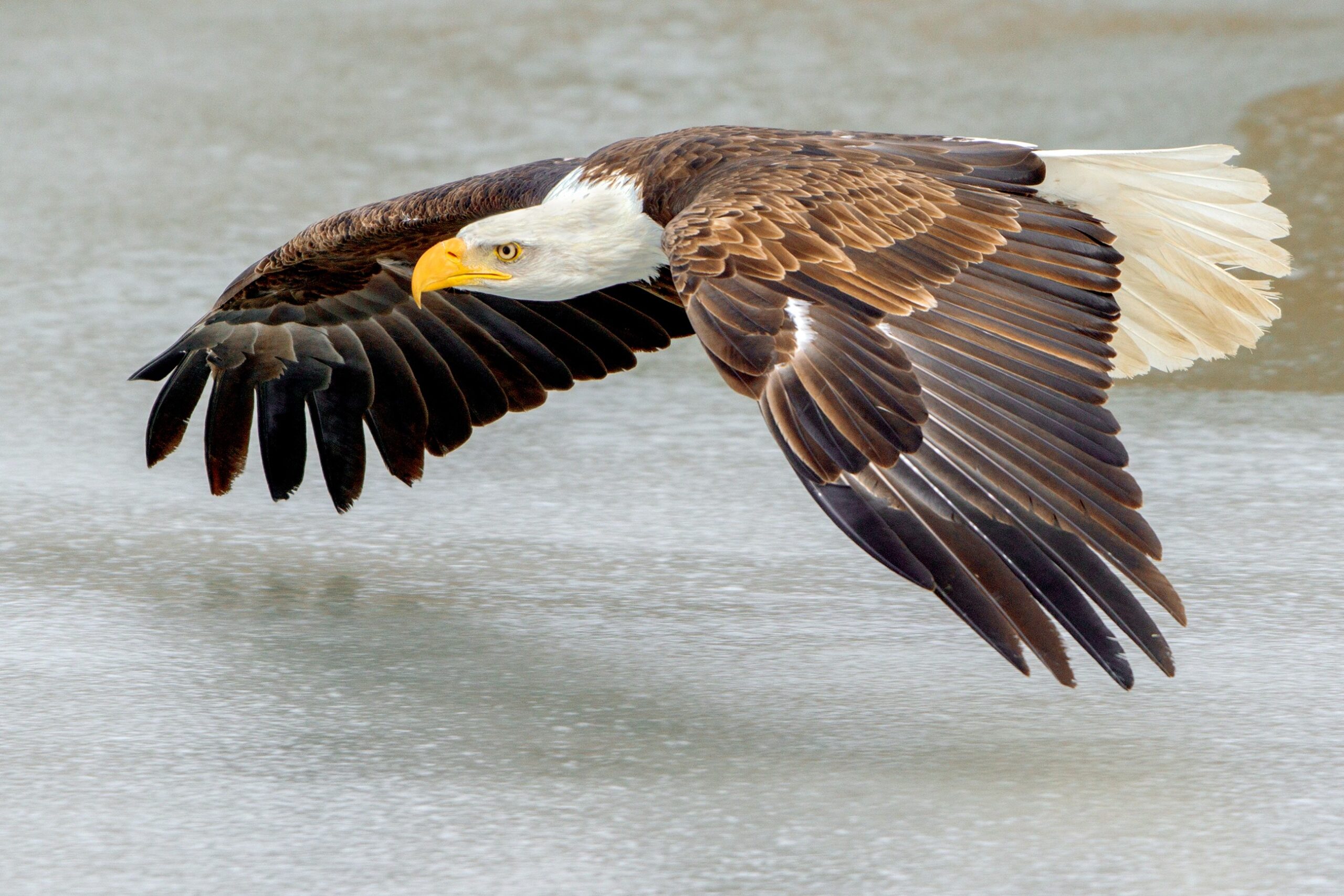 The IGL (In-Game Leader): Bald Eagle - The Strategic Commander (image credits: wikimedia)