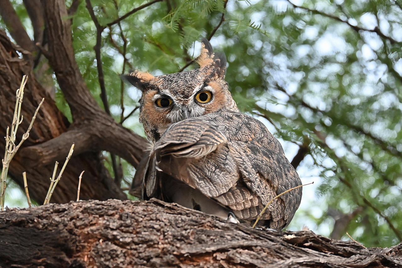 The Lurker: Great Horned Owl - Master of Stealth (image credits: pixabay)