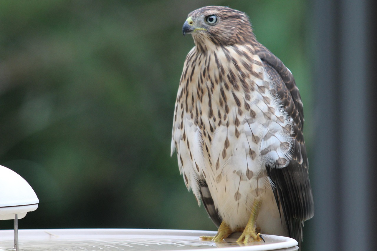 The Flex Player: Cooper's Hawk - The Adaptable All-Rounder (image credits: pixabay)