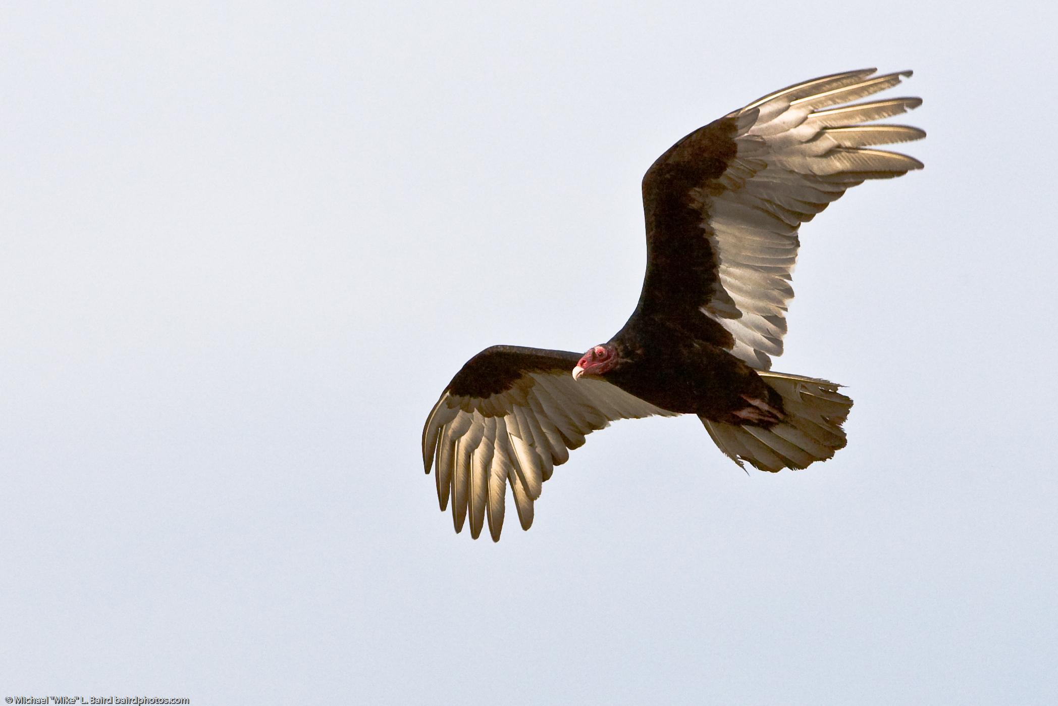 The Mental Coach: Turkey Vulture - The Strategic Analyst (image credits: wikimedia)