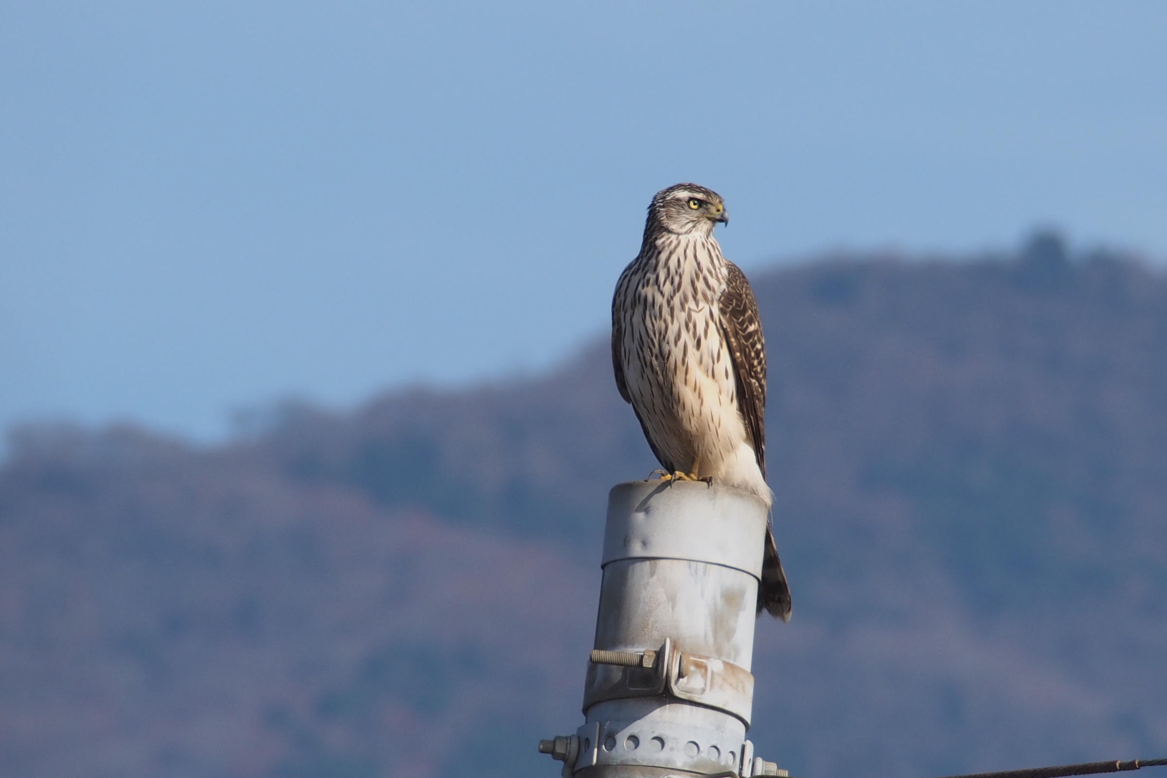The Backup Carry: Northern Goshawk - The Clutch Performer (image credits: Northern Goshawk (Accipiter gentilis fujiyamae), CC BY-SA 2.0, https://commons.wikimedia.org/w/index.php?curid=63660563)