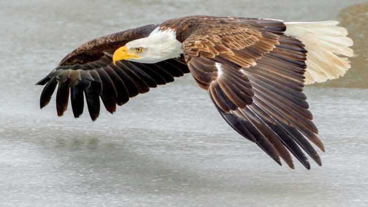 Which U.S. Birds of Prey Would Make the Best Esports Team?