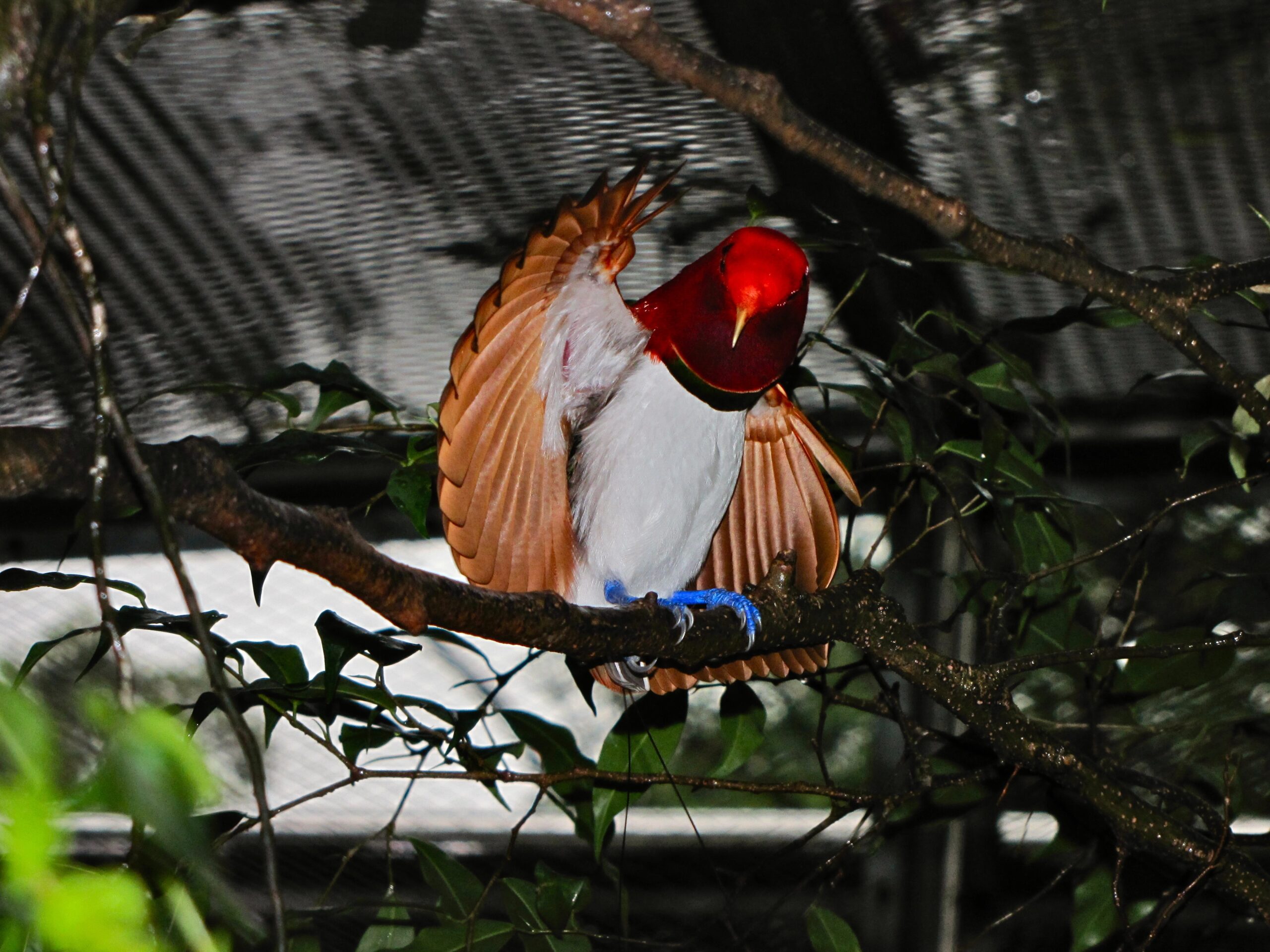Aries: The King Bird-of-Paradise (Cicinnurus regius) (image credits: wikimedia)