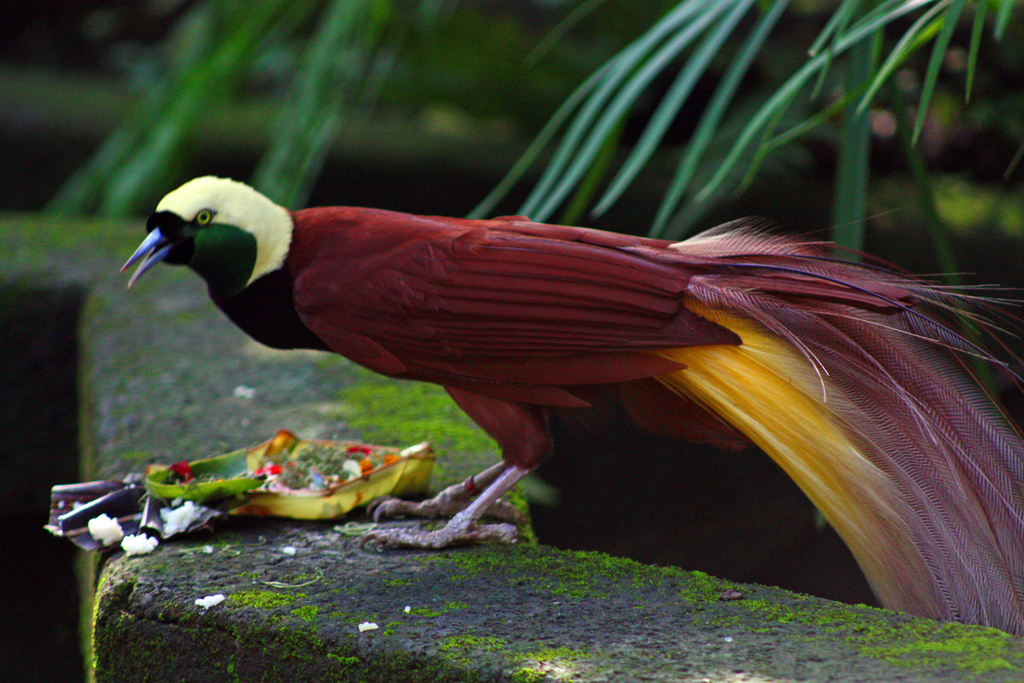 Taurus: The Greater Bird-of-Paradise (Paradisaea apoda) (image credits: wikimedia)