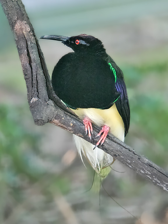 Gemini: The Twelve-Wired Bird-of-Paradise (Seleucidis melanoleucus) (image credits: wikimedia)