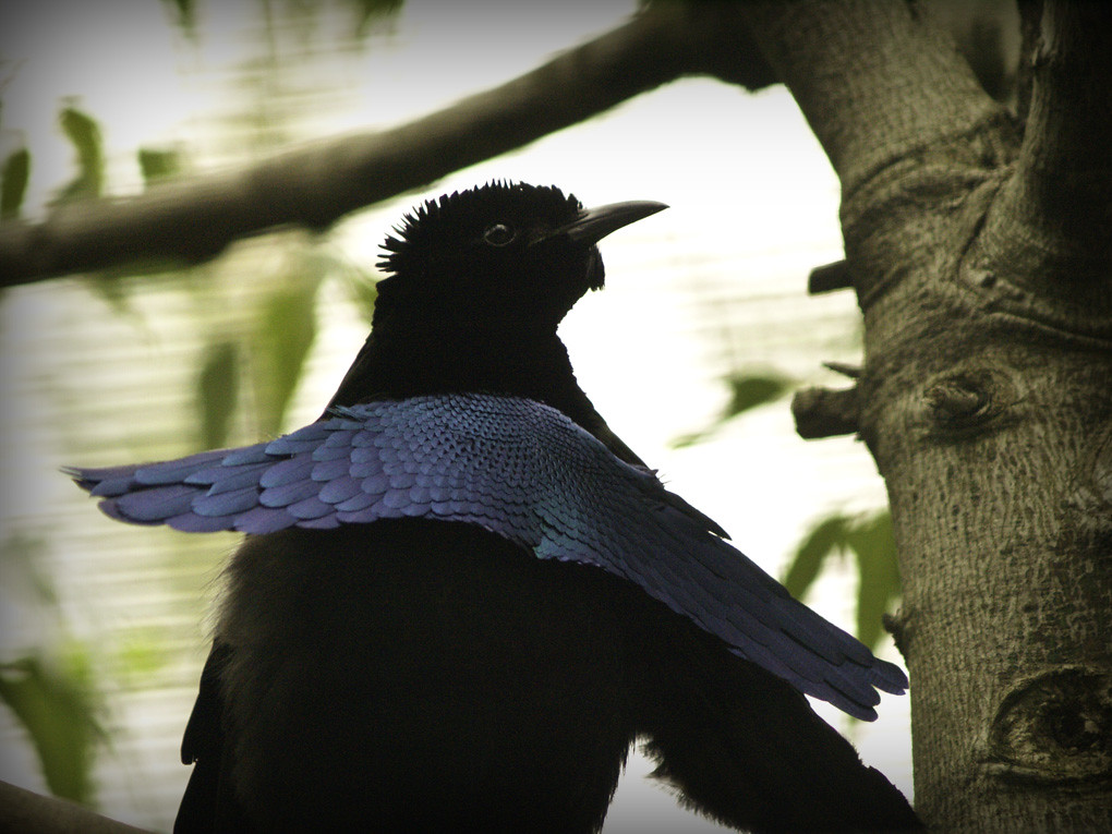 Cancer: The Superb Bird-of-Paradise (Lophorina superba) (image credits: flickr)