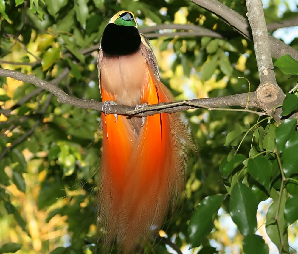 Leo: The Raggiana Bird-of-Paradise (Paradisaea raggiana) (image credits: wikimedia)
