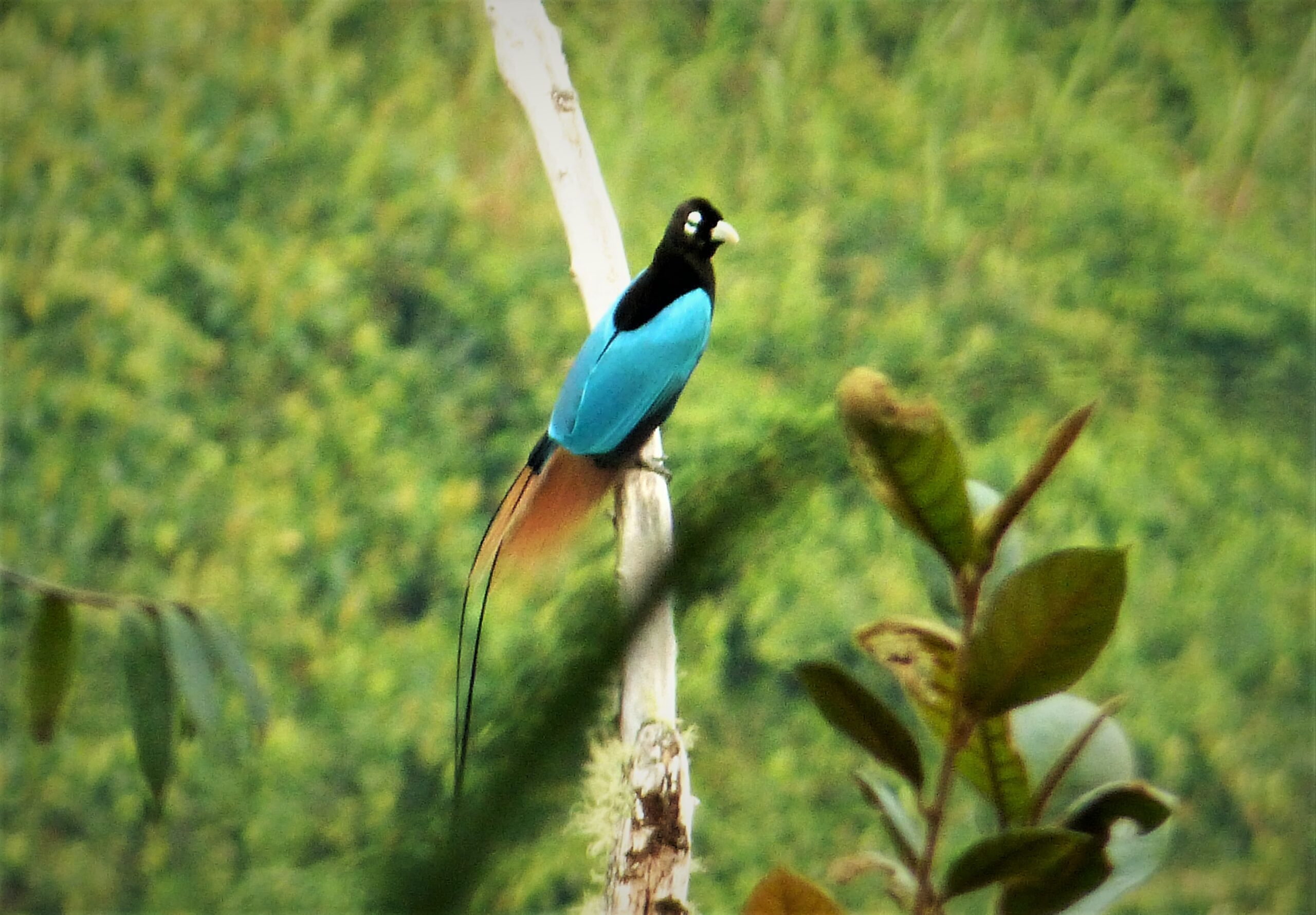 Virgo: The Blue Bird-of-Paradise (Paradisaea rudolphi) (image credits: wikimedia)