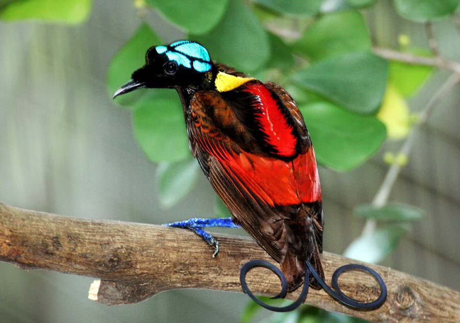 Libra: The Wilson's Bird-of-Paradise (Cicinnurus respublica) (image credits: wikimedia)