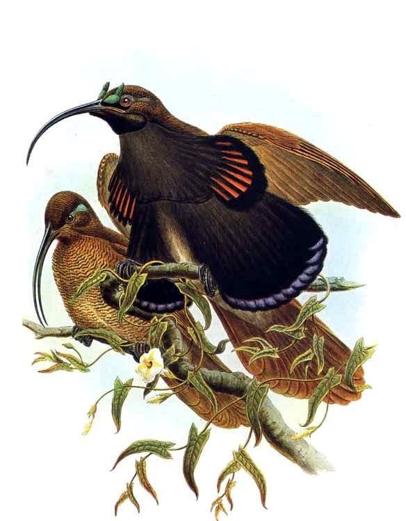 Scorpio: The Black Sicklebill (Epimachus fastosus) (image credits: By Richard Bowdler Sharpe, Public domain, https://commons.wikimedia.org/w/index.php?curid=1466880)