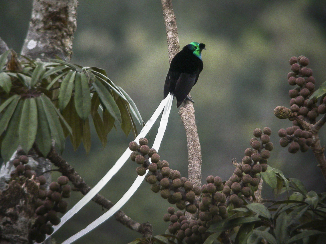 Sagittarius: The Ribbon-Tailed Astrapia (Astrapia mayeri) (image credits: wikimedia)