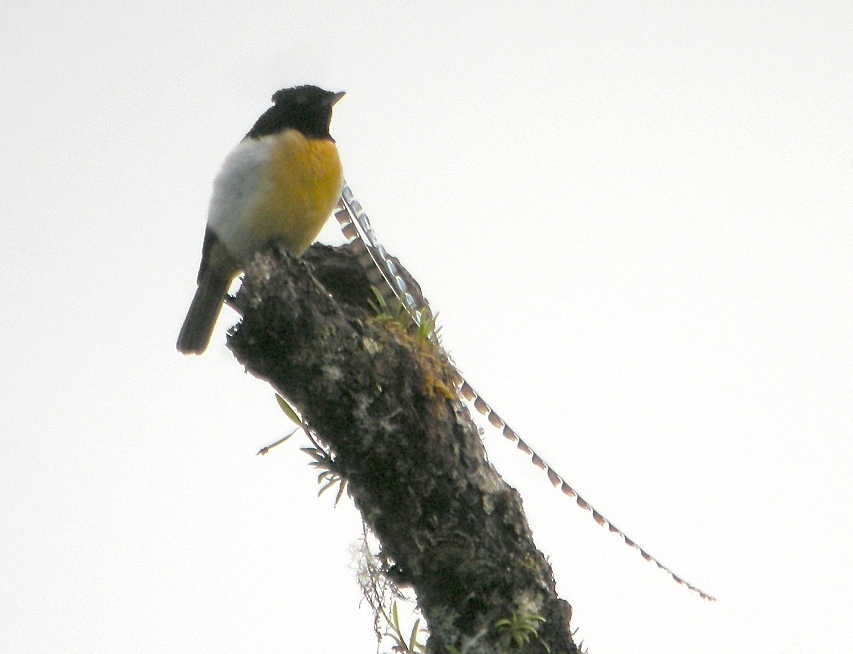 Capricorn: The King of Saxony Bird-of-Paradise (Pteridophora alberti) (image credits: wikimedia)