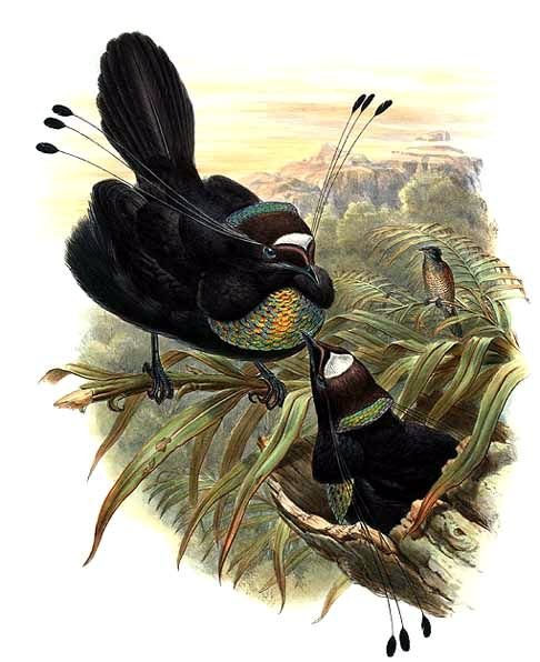 Aquarius: The Parotia (Six-Plumed Bird-of-Paradise) (image credits: wikimedia)
