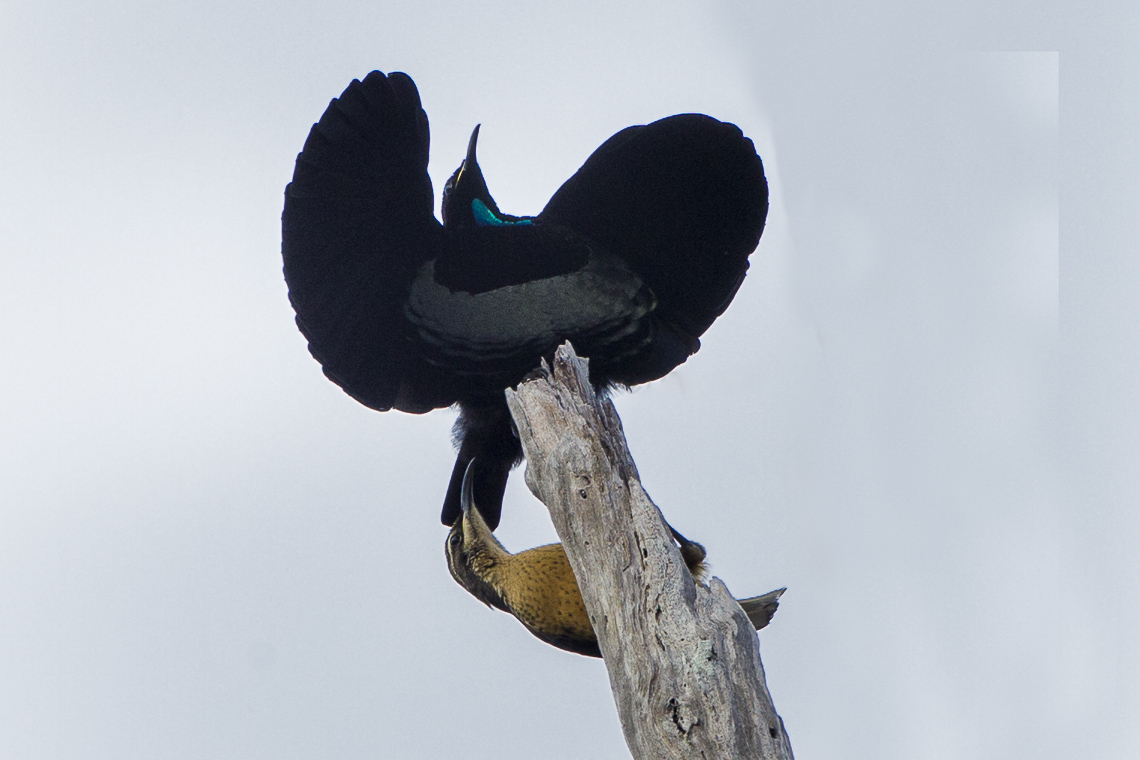 Pisces: The Paradise Riflebird (Ptiloris paradiseus) (image credits: wikimedia)