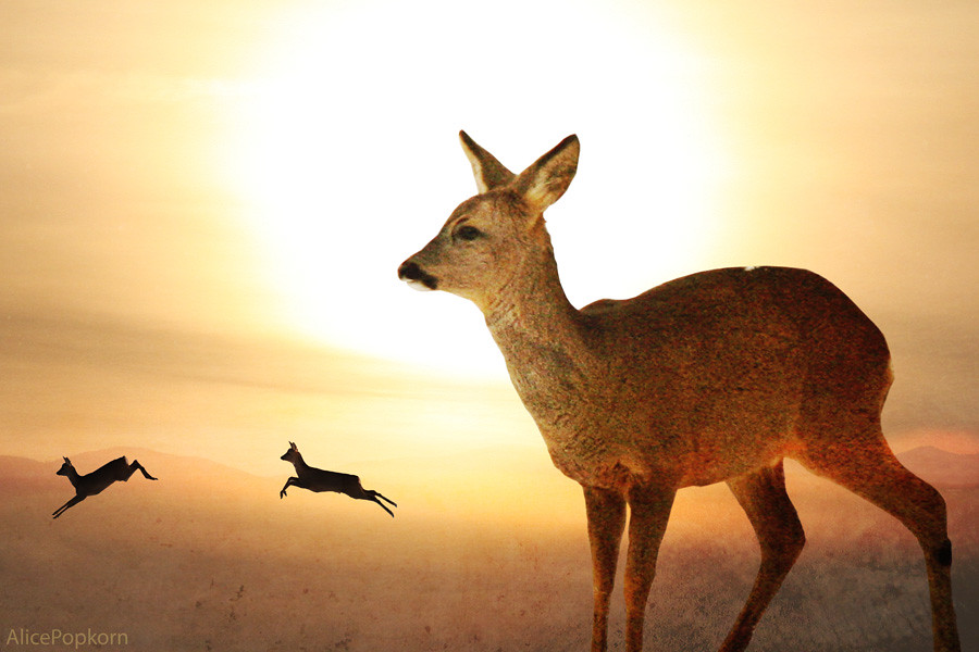 The Gentle Deer - Graceful Observers of Halloween Magic (image credits: flickr)