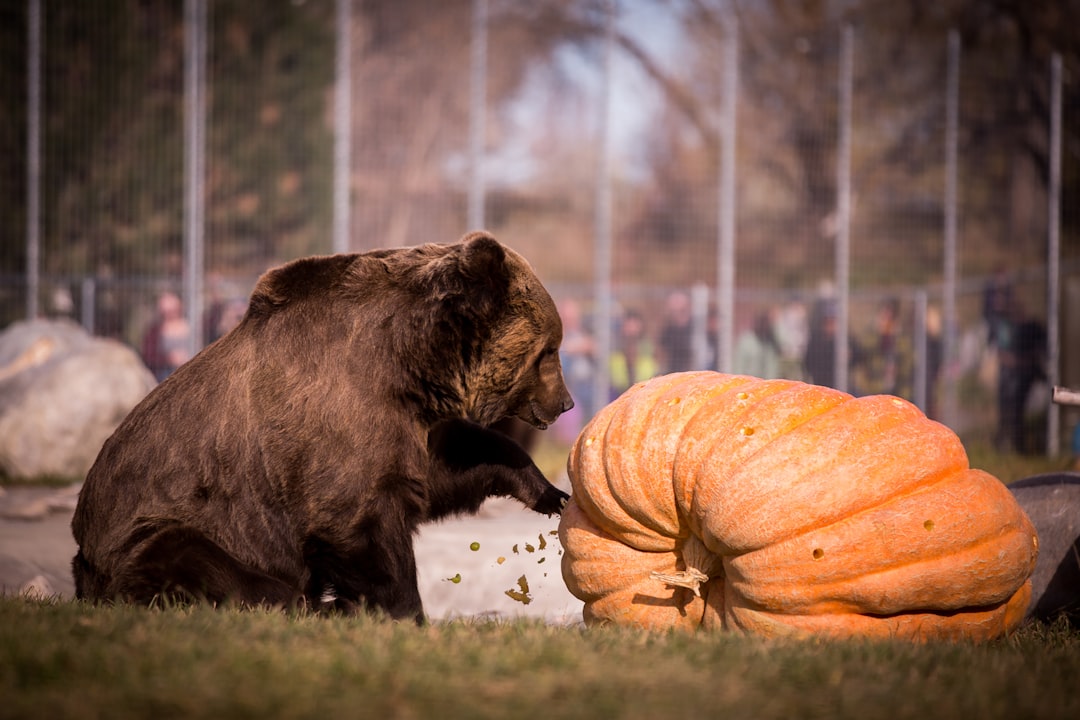 The Bold Bear - Protective Guardians of Halloween Traditions (image credits: unsplash)