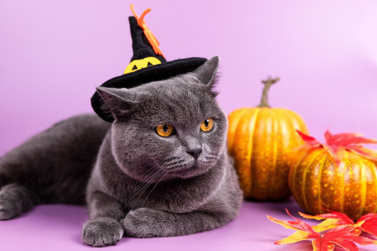 The Curious Cat - Independent Explorers of Halloween Mysteries (image credits: pixabay)