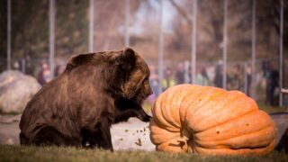 What Animal Energy Best Captures Halloween Personalities?