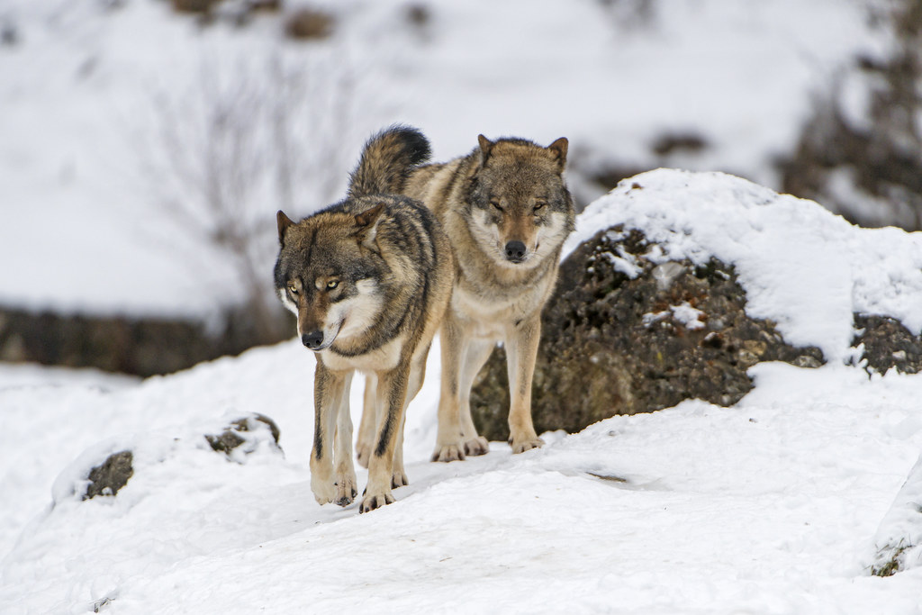 Loyalty Beyond the Cold (image credits: flickr)