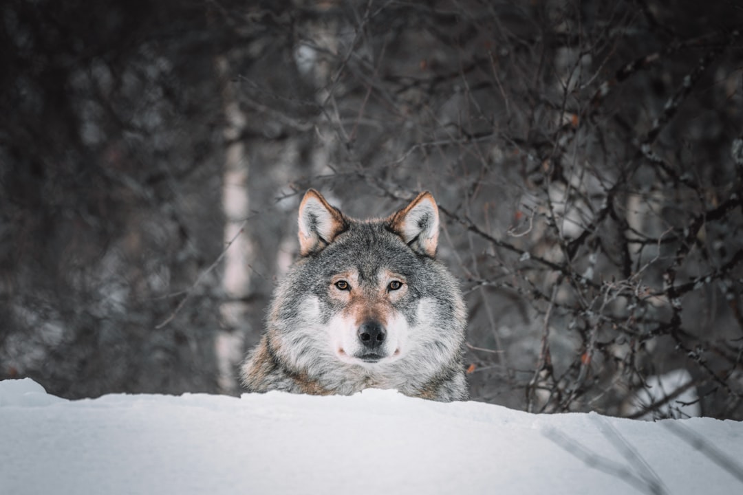 Instincts as Inner Guidance (image credits: unsplash)