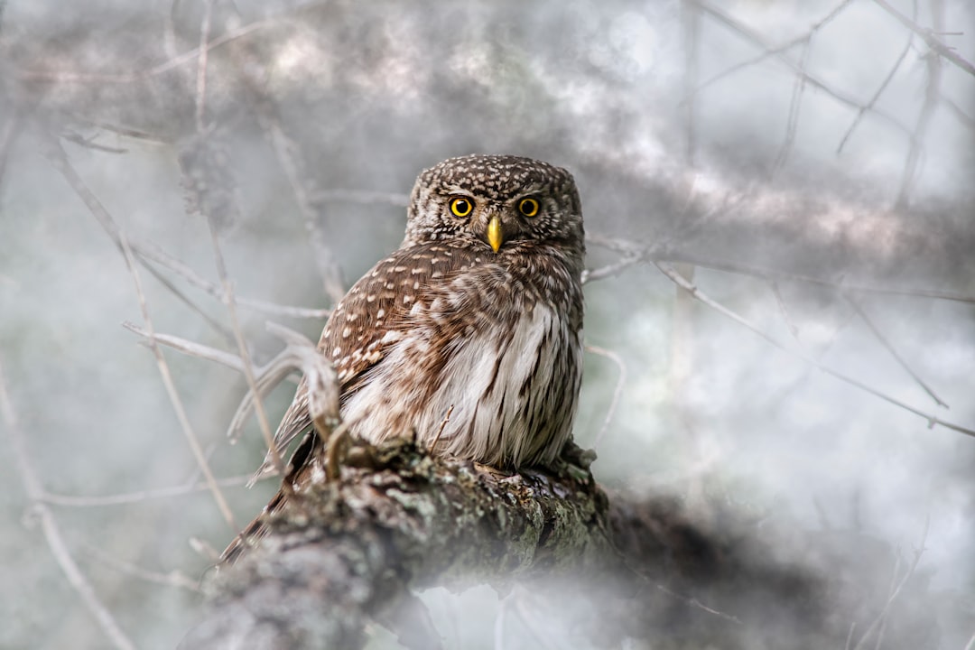 Wisdom in Solitude (image credits: unsplash)