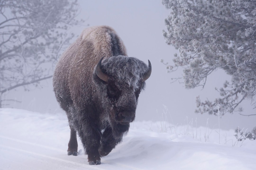 The Bison's Unyielding Spirit (image credits: unsplash)