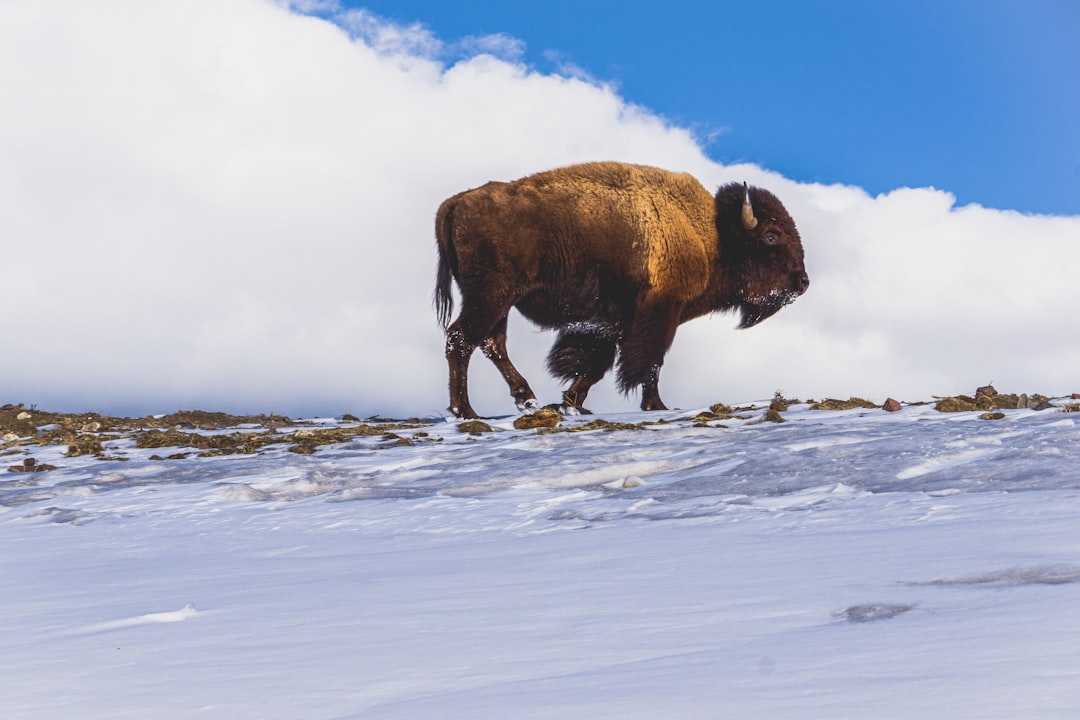 Sacred Connection to Earth (image credits: unsplash)