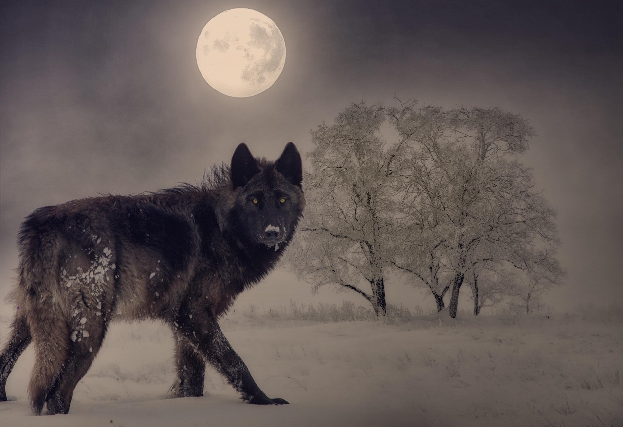 Ancient Wisdom for Modern Winters (image credits: pixabay)