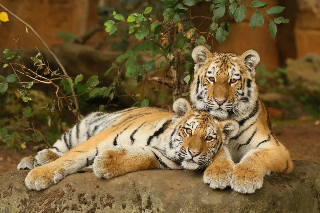 The Tsundere Tiger - Fierce Independence With A Soft Heart (image credits: flickr)