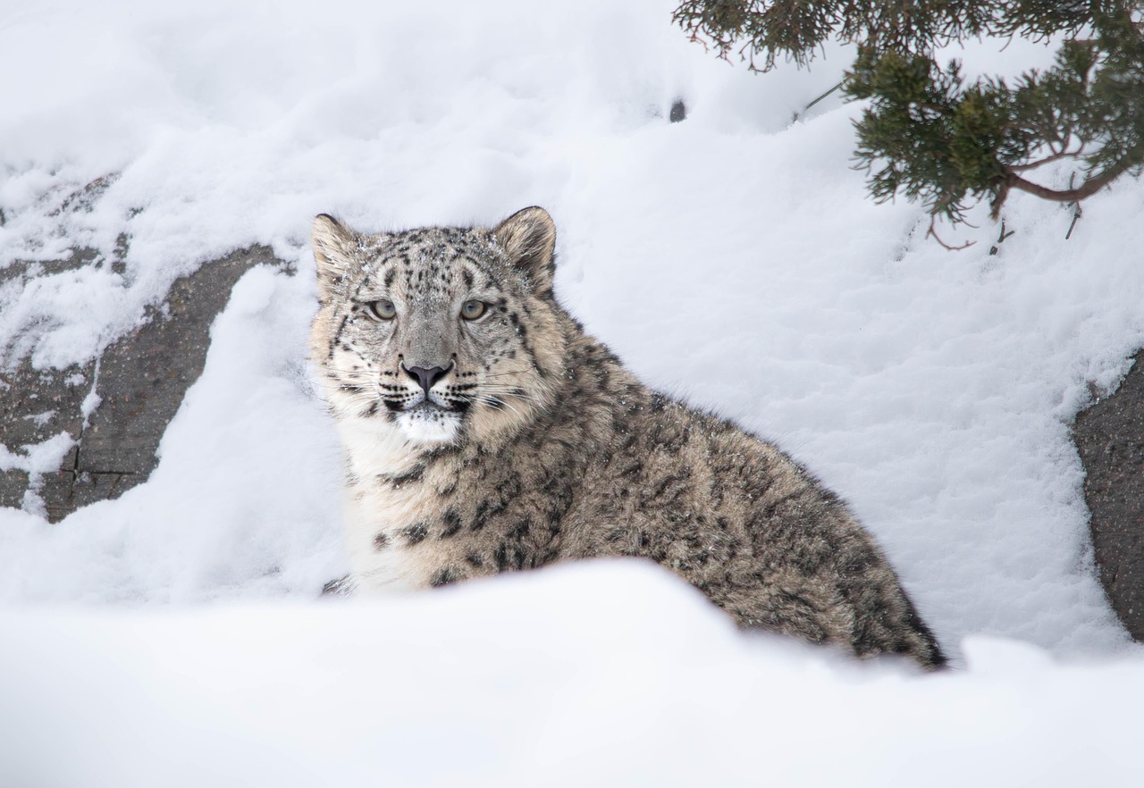 The Kuudere Snow Leopard - Cool Composure Above The Clouds (image credits: pixabay)