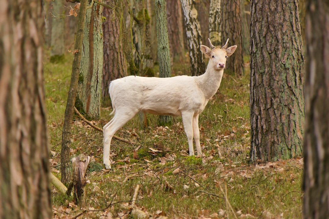 The Dandere Deer - Gentle Souls In The Shadows (image credits: unsplash)