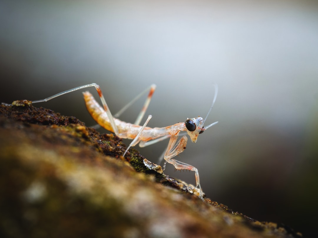 The Yandere Praying Mantis - Devotion With A Deadly Twist (image credits: unsplash)