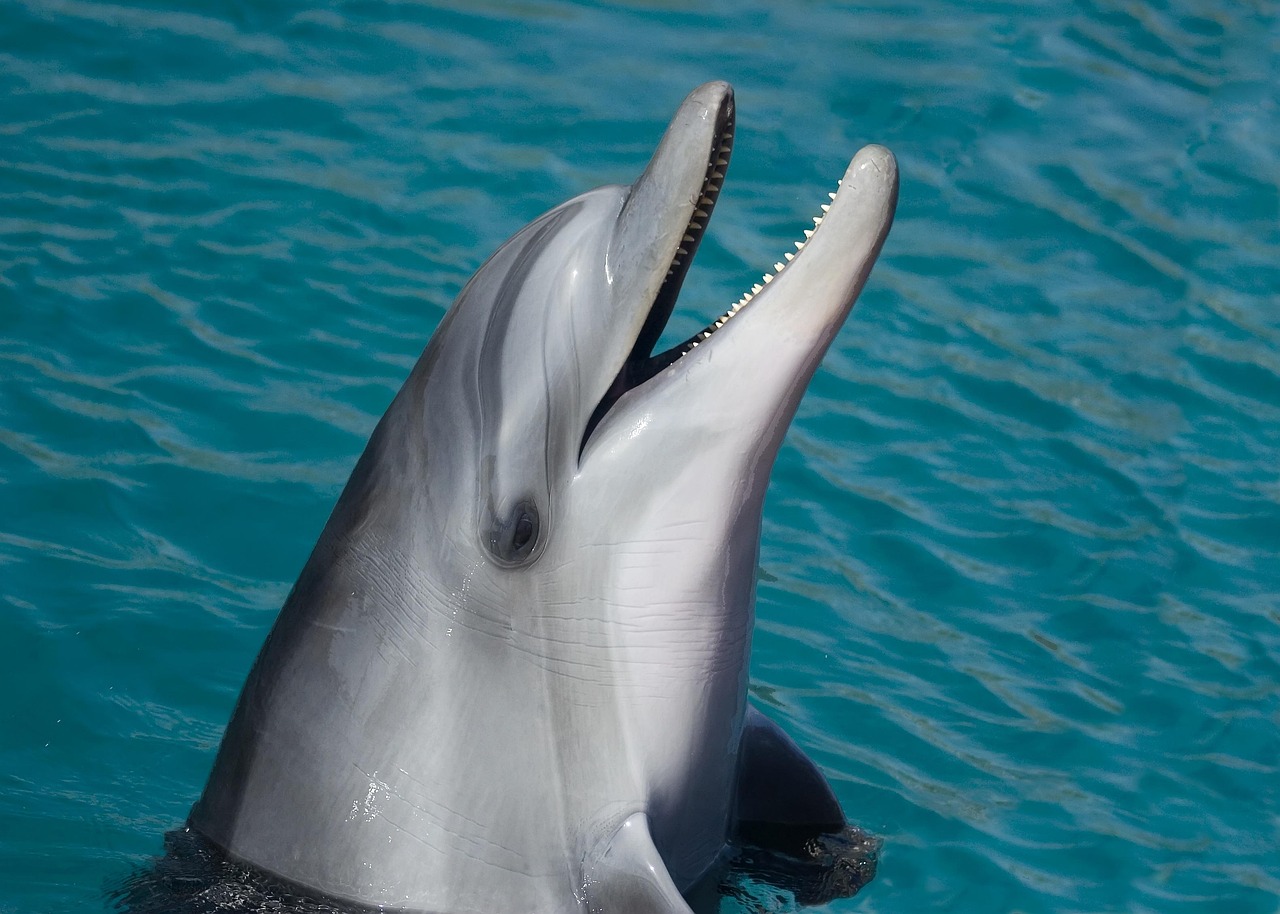The Deredere Dolphin - Pure Joy In Motion (image credits: pixabay)