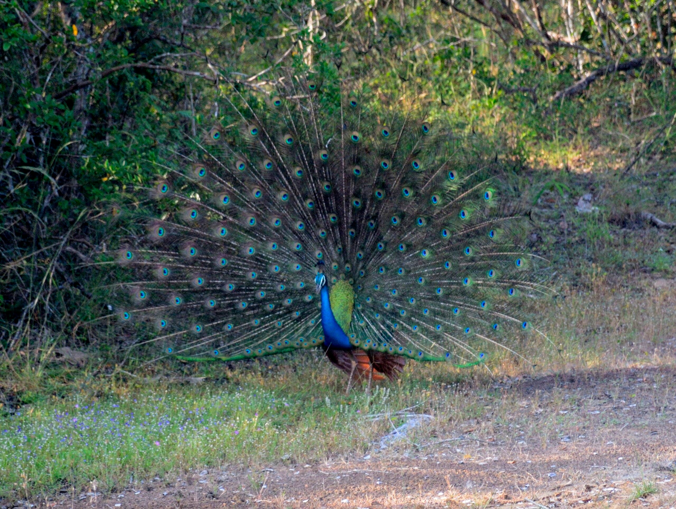 The Himedere Peacock - Royal Attitude With The Feathers To Match (image credits: wikimedia)