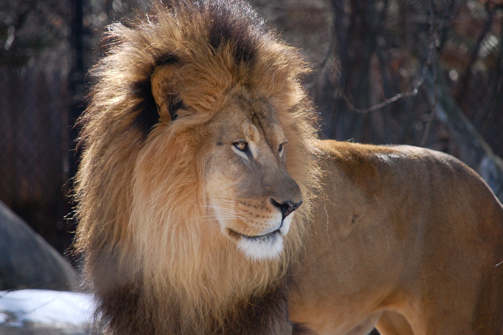 The Oujidere Lion - Born To Rule The Pride (image credits: flickr)