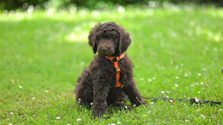 Why Your Poodle’s Coat Might Turn Heads with a Color Shift: Inside the Fading Genetics