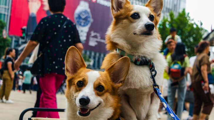 Unleash the Fun: How Barrie’s Pet-Oberfest is Saving Animals One Tail-Wag at a Time
