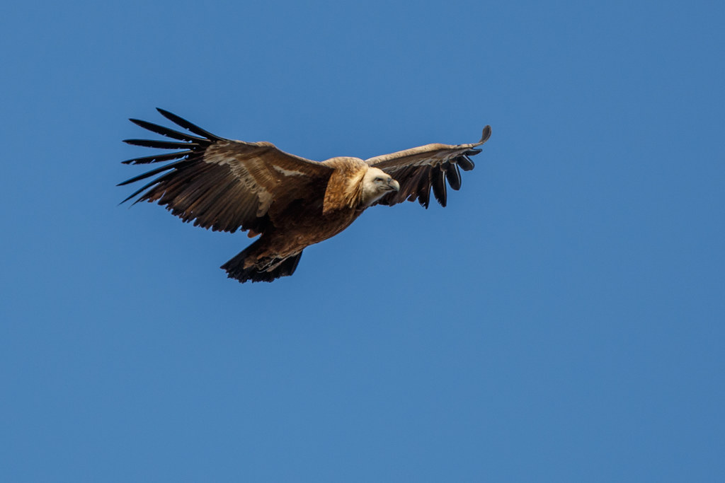The Eagle: Master of Vision and Divine Connection (image credits: flickr)