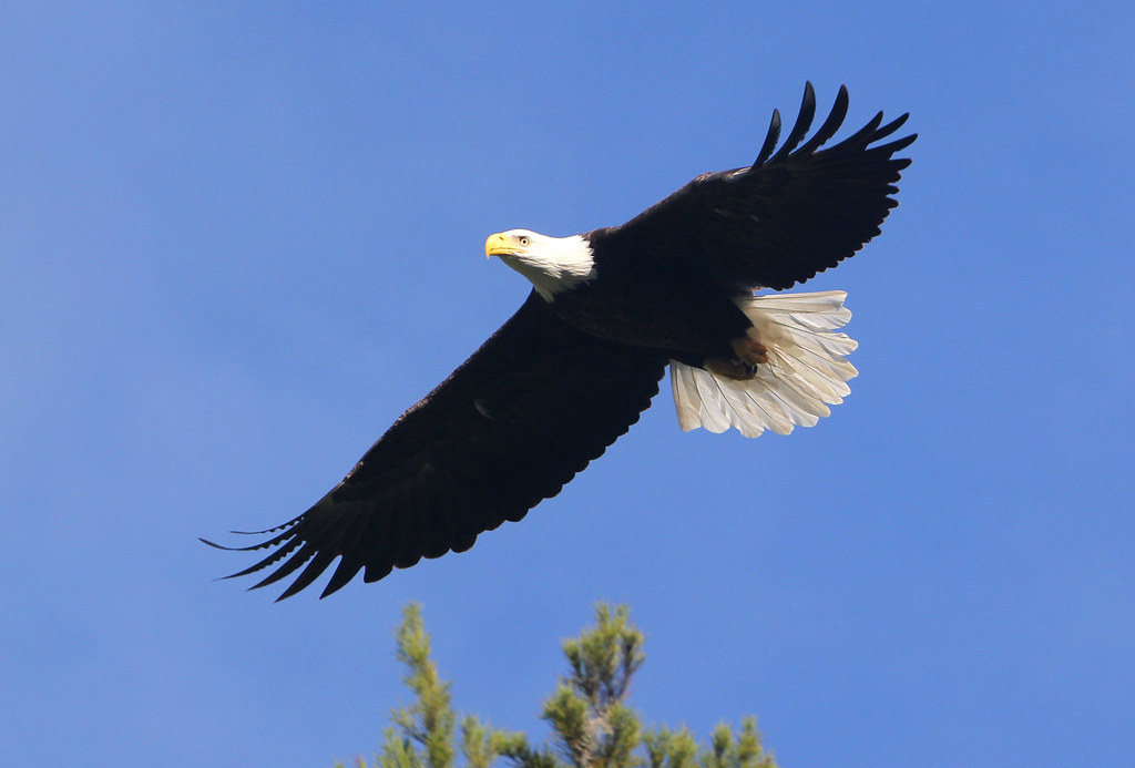 The Eagle's Message for Your New Year (image credits: flickr)