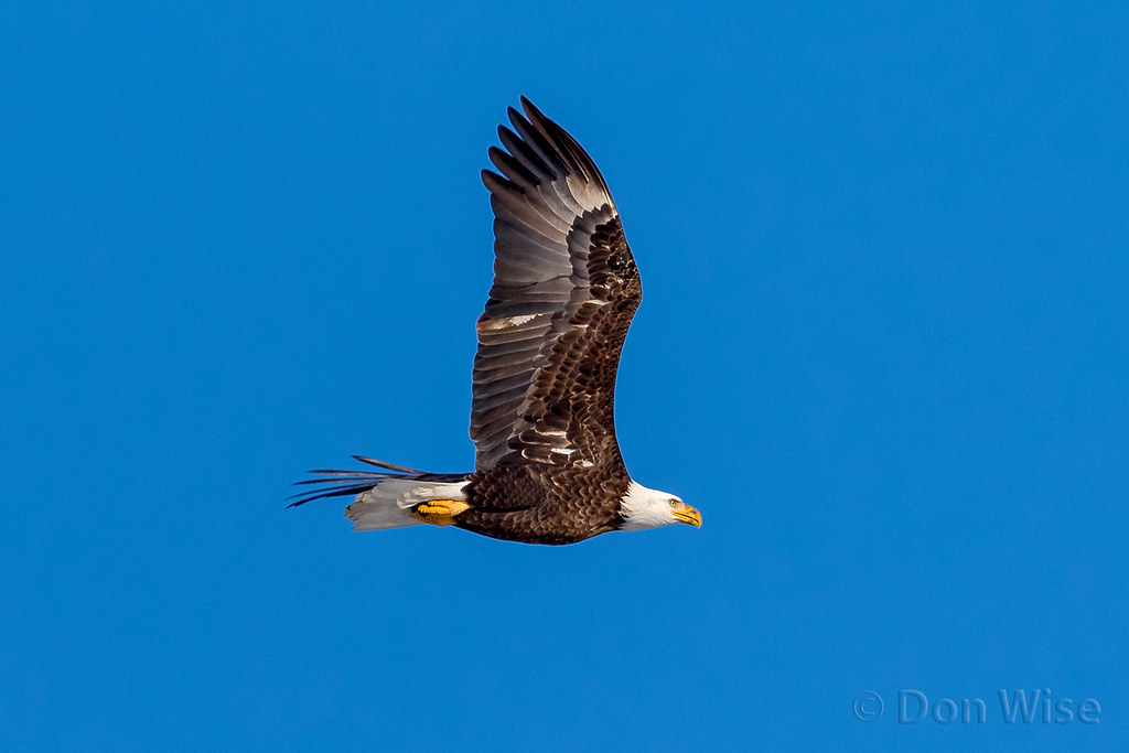 When Eagle Energy Serves You Best (image credits: flickr)