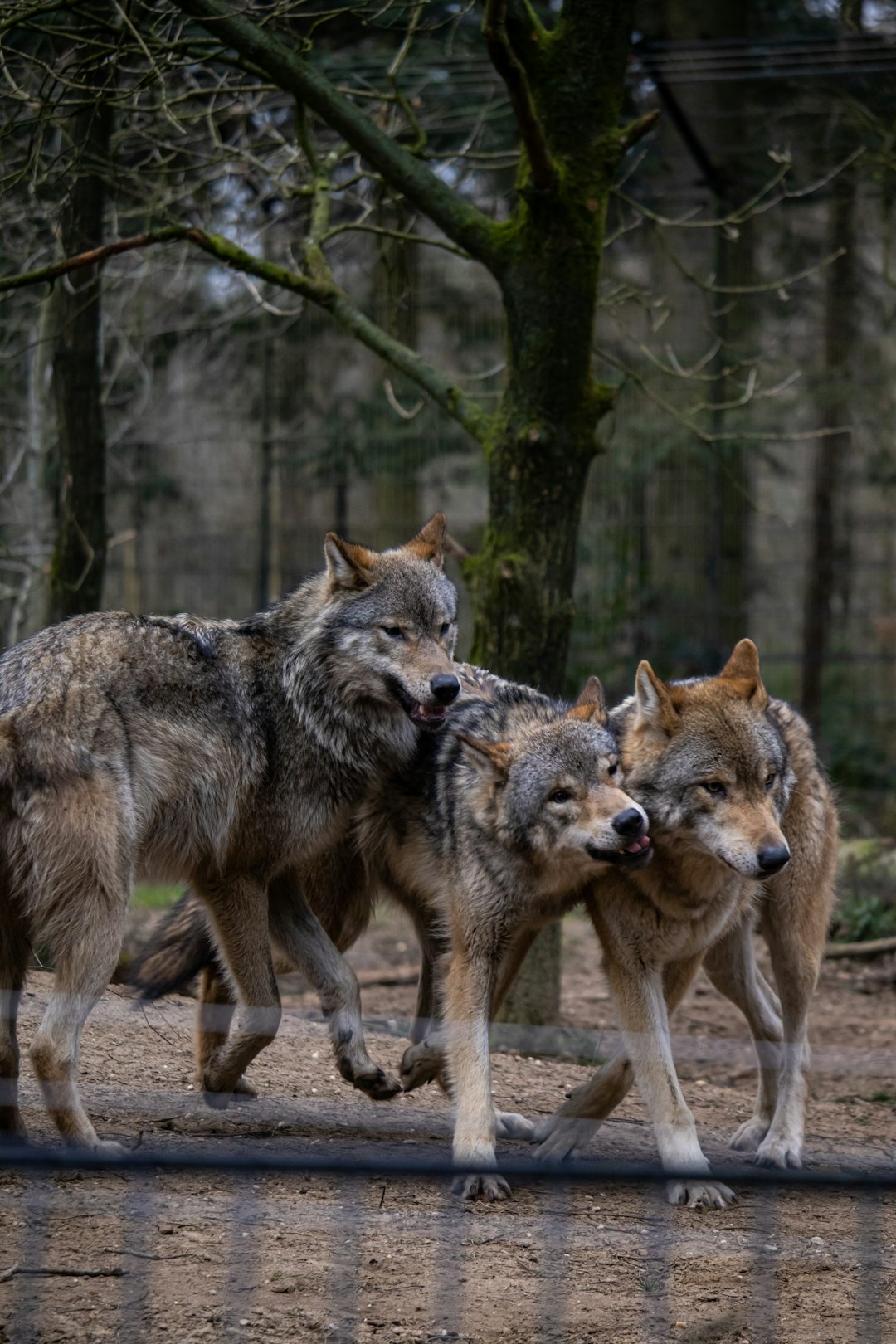 The Pack and the Lone Wolf Balance (image credits: unsplash)