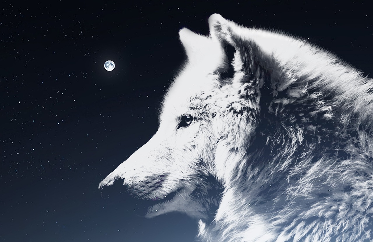 The Wolf's New Year Message (image credits: pixabay)