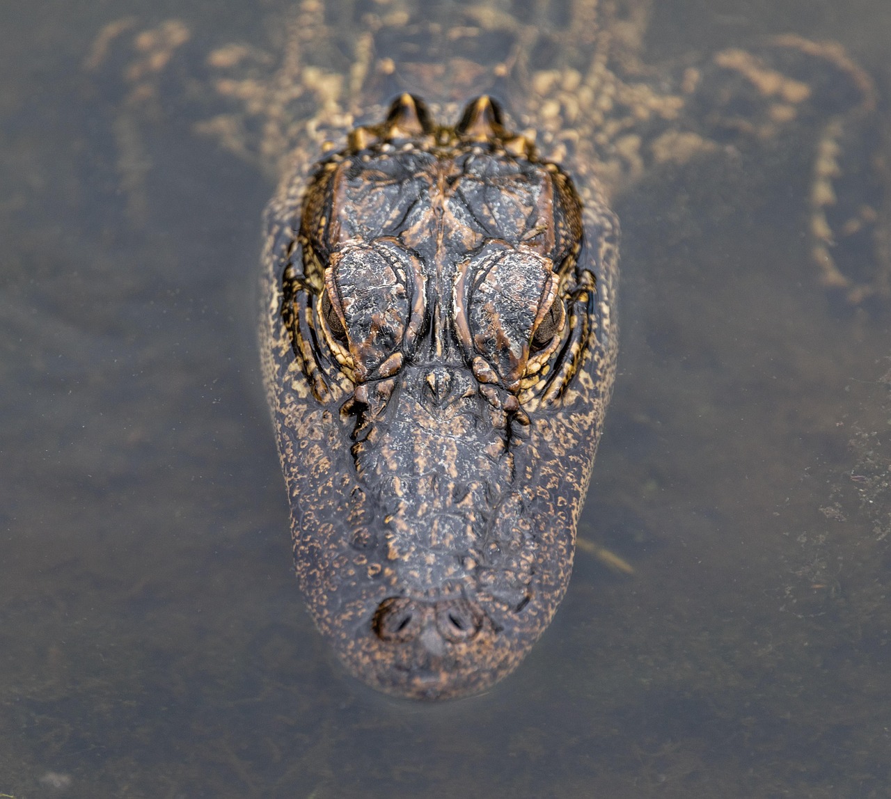 The Alligator: Ancient Wisdom and Primal Power (image credits: pixabay)