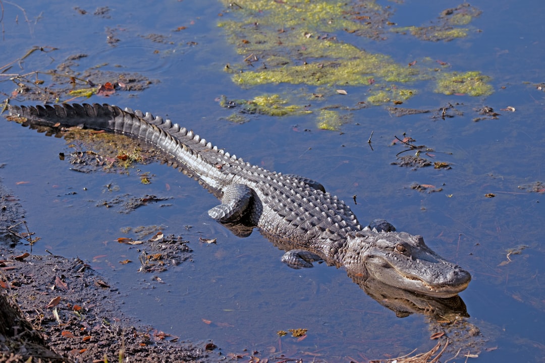 The Alligator's Unique Perspective (image credits: unsplash)