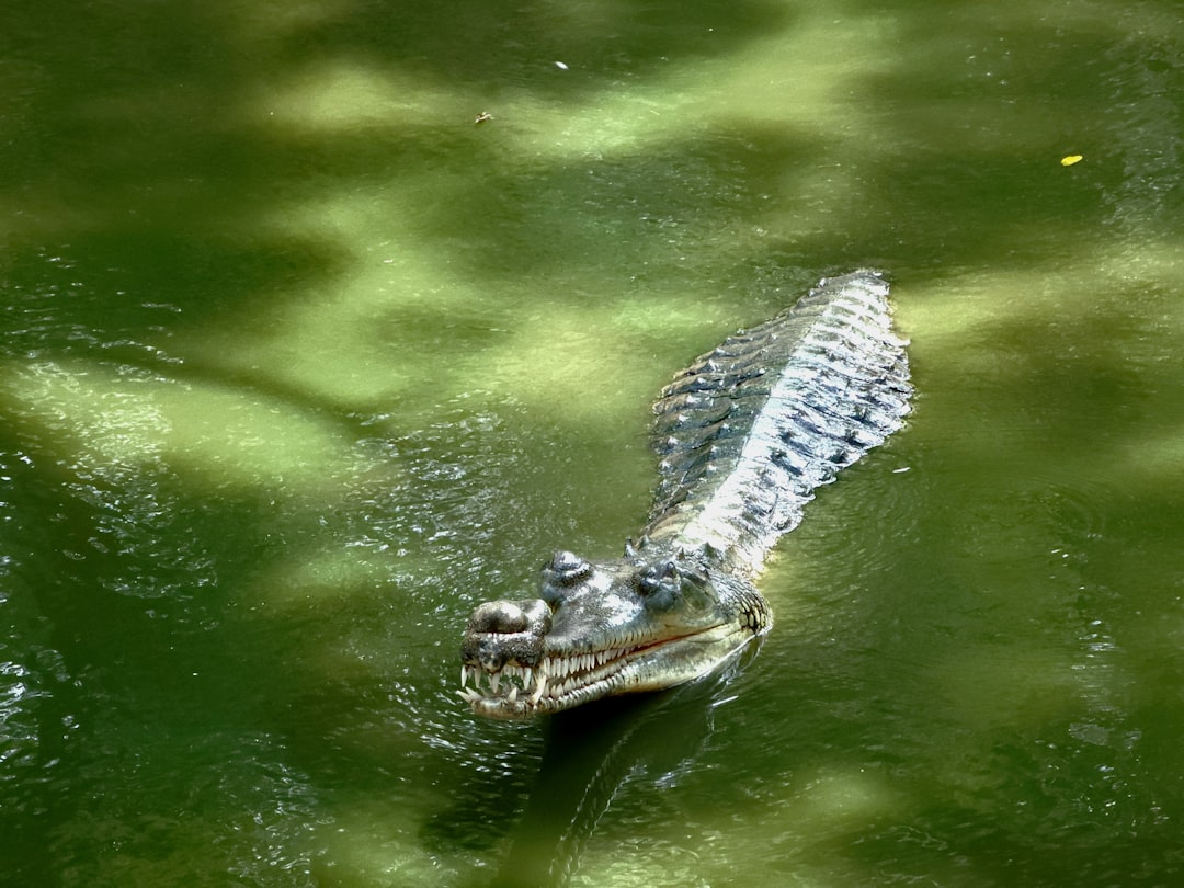 The Alligator's Message for Deep Healing (image credits: unsplash)