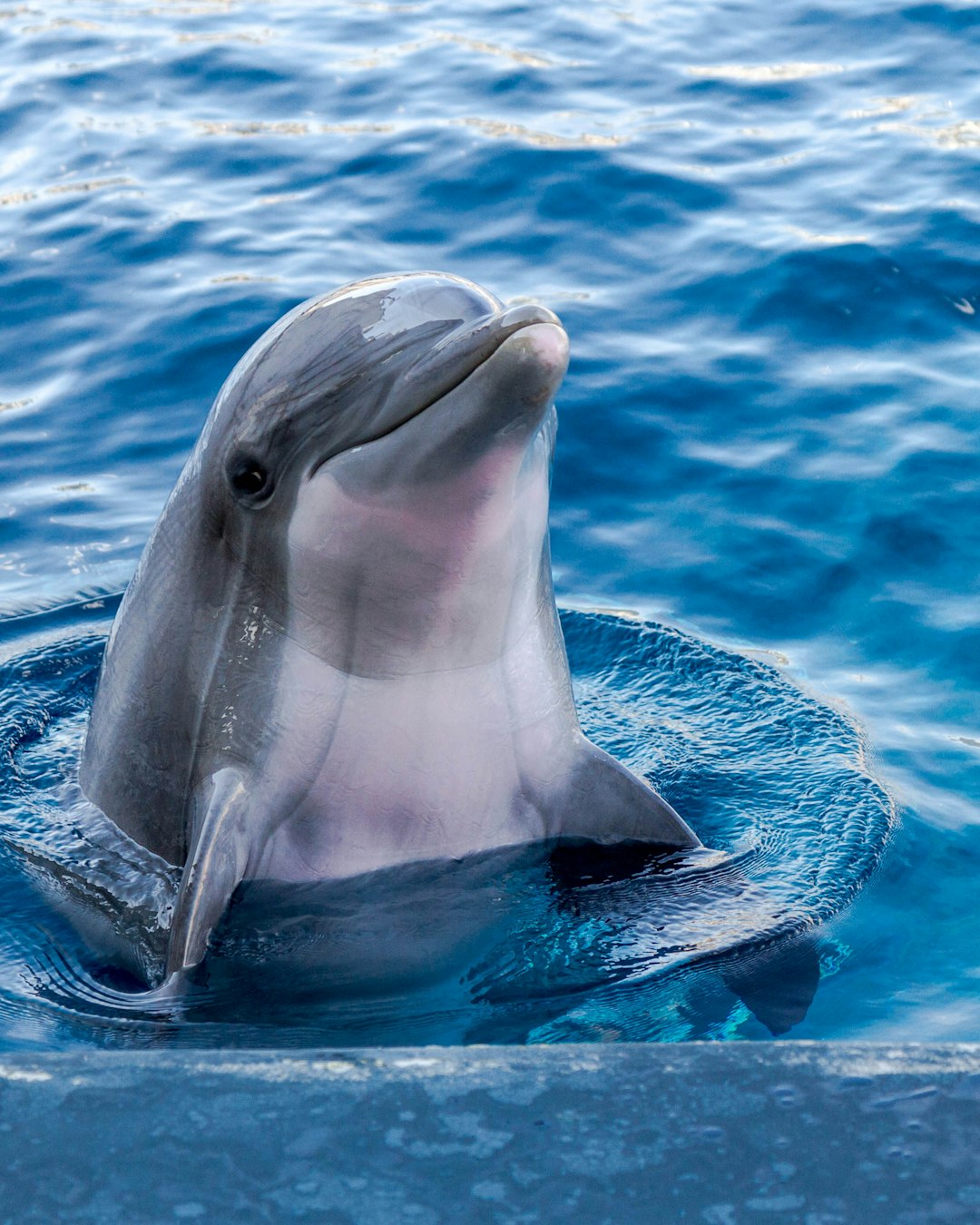The Social Dolphin: Sweet Tooth Satisfiers (image credits: unsplash)