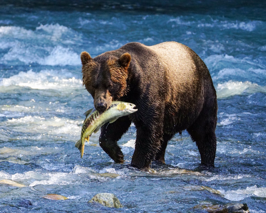 The Nurturing Bear: Comfort Food Champions (image credits: unsplash)