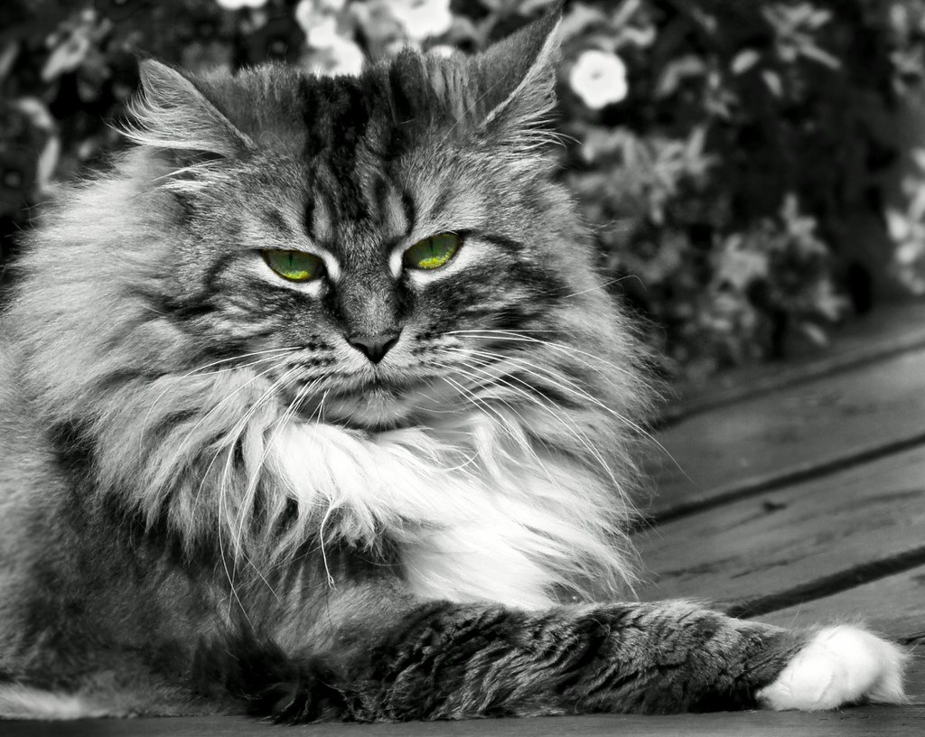 The Mysterious Cat: Bitter Food Appreciators (image credits: flickr)