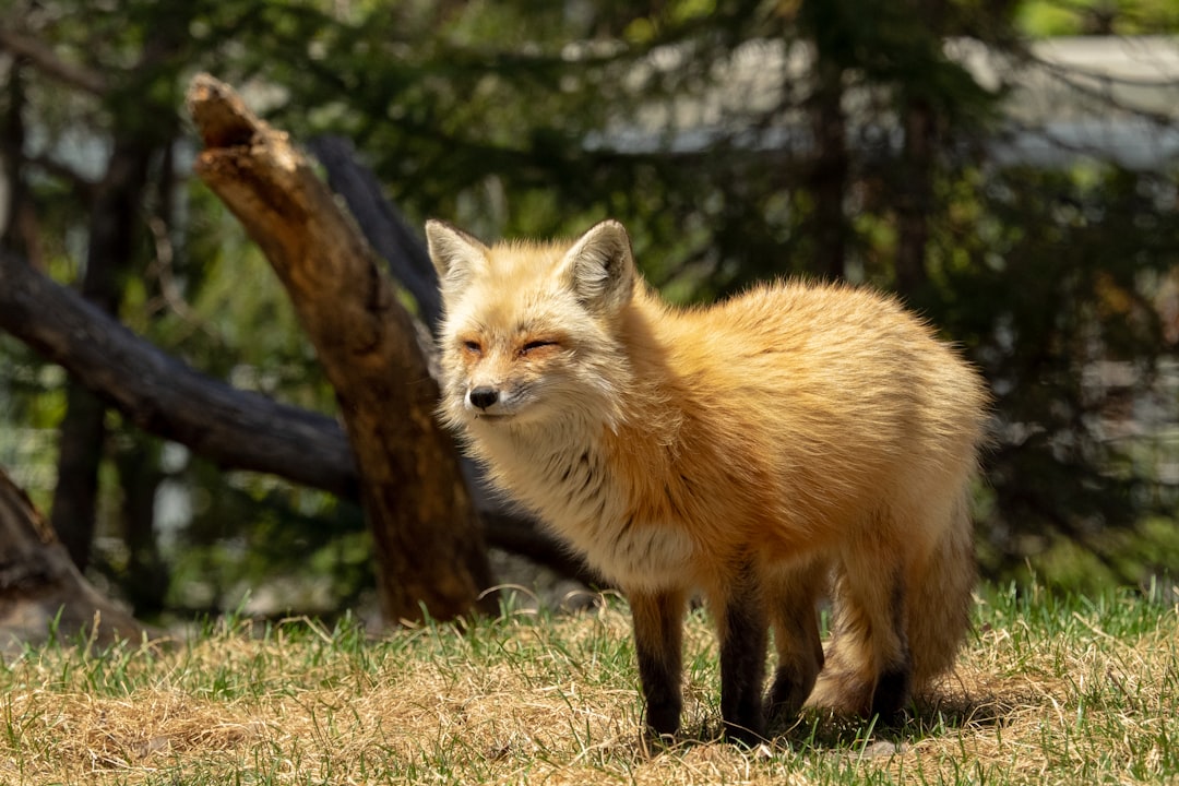 The Balanced Fox: Sweet and Sour Combo Lovers (image credits: unsplash)